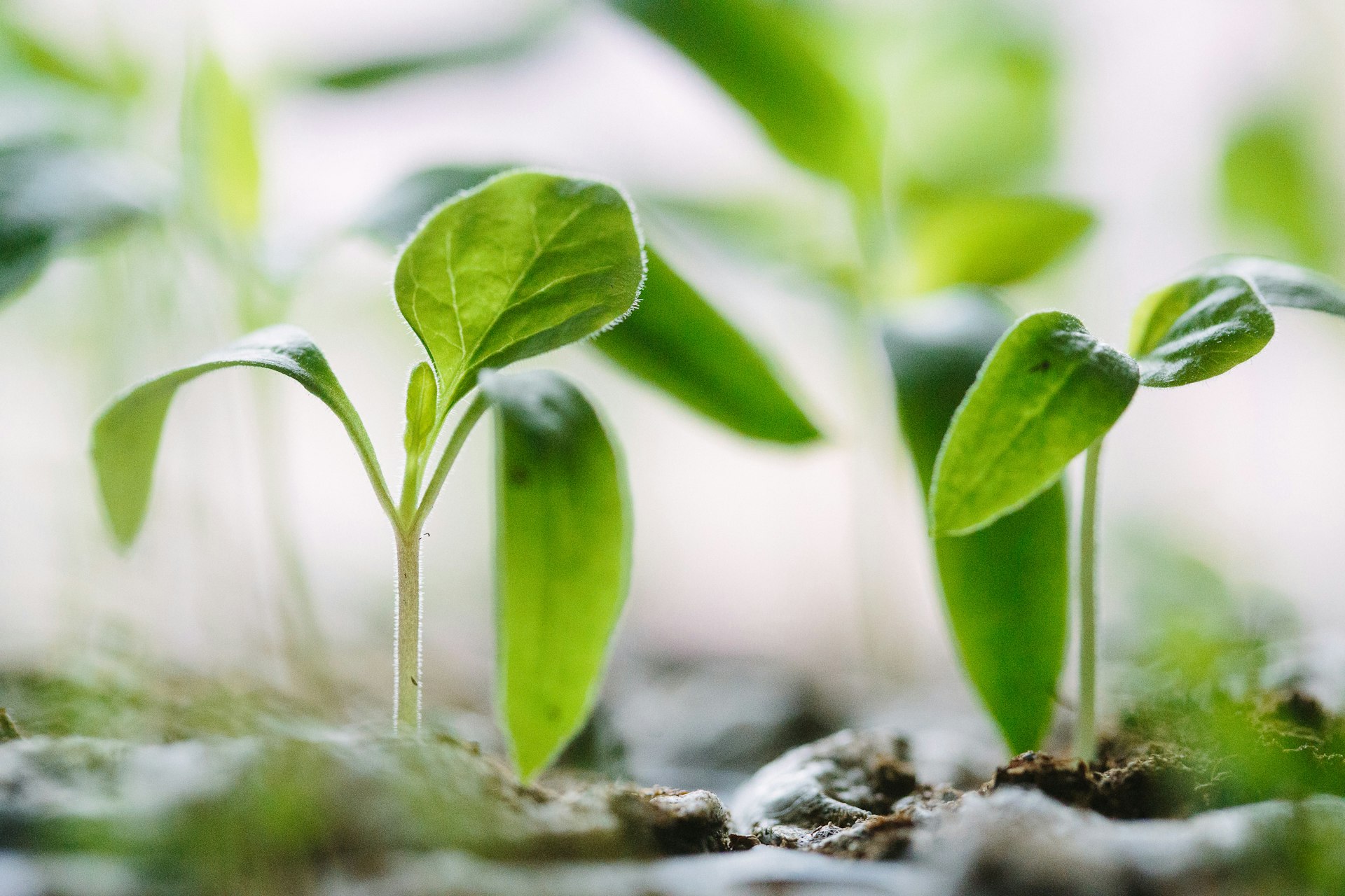church planting green plants on soil